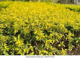 Image result for Duranta erecta