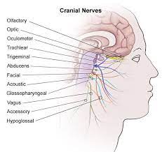 Cranial Nerves Cranial Nerves Human Anatomy Chart Brain Nerves