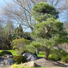 We did not find results for: How To Grow And Care For Japanese Black Pine