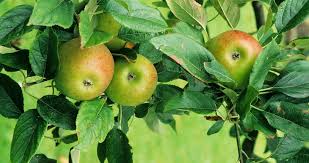 Garden lime or agricultural lime, calcium carbonate, is used as a soil additive in gardening to soften and sweeten soils it is made from pulveried limestone. What Garden Plants Need Lime Behind The Useful Gardening Tool