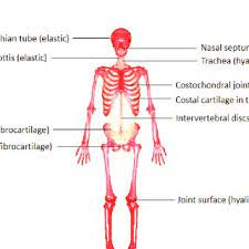 A joint can be defined as a point of intersection where two or more bones meet. Cartilaginous Regions In The Human Body Download Scientific Diagram