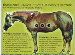 Endorphin Release Points From The Saddle