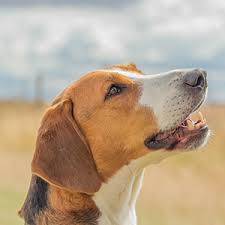 Sie werden unter anderem bei parforcejagden und schleppjagden eingesetzt, weshalb der begriff parforcehund auch synonym verwendet wurde. Hamiltonstovare Wisdom Panel German