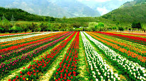 We did not find results for: Top 10 Amazing Gardens In Kashmir Valley Kashmir Mughal Gardens