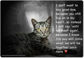 Different things will help different people cope with the loss of their cat. 150 Cat Prayers Poetry Blessings Ideas In 2021 Pet Loss Grief Pet Loss Pet Remembrance