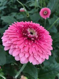 Mini Gerbera Yara Yara Gerbera Gerbera Daisy Flower Pictures