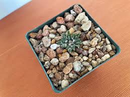 Image result for Kotschya carsonii