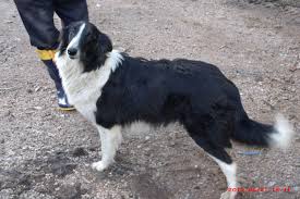 Black And White Collie Beautiful Bi Black Rough Collie Rough Collie Collie Dog Dog Cat