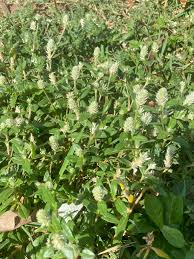 Image result for Gomphrena celosioides