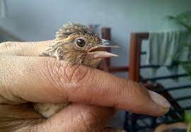 Namun untuk sebagian besar yang belum mengerti, branjangan merupakan. Burung Branjangan Ciri Ciri Burung Branjangan Jantan Dan Betina
