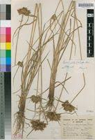 Image result for Pycreus polystachyos