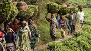 After being in power since 1994, #kagame;s party, rpf, is transforming rwanda's democracy into a monarch. Is Process Important For Success Lessons Learned From The Development Of Rwanda S New Strategic Framework For Agriculture Capacity4dev