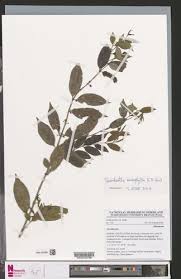 Image result for Pauridiantha