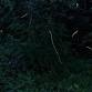 Firefly Flash Walk