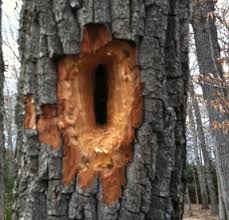 The pileated woodpecker is the largest woodpecker found in most of north america. Pileated Woodpecker Hole In Tree Walter Reeves The Georgia Gardener