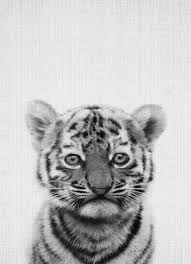 Tiger Black White Photograph Poster Dessin Noir Et Blanc Animaux Noir Et Blanc Image Noir Et Blanc
