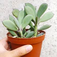 The plant itself can grow about six to eight inches tall. Vertical Leaf Senecio Crassissimus Succulent Care Guide Succulents Box