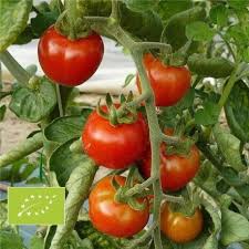 Tomate Miel Du Mexique Bio Graines Graine De Tomate Tomates Cerises Tomates