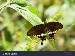 Common Crow Butterfly Found South Asia Stock Photo Edit Now