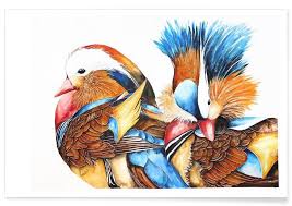 It originated in china and is a symbol in chinese lore. Mandarin Ducks Poster Juniqe