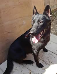 Belgium Malinois Black Belgian Malinois Puppy Black Belgian Malinois Puppies For Sale Belgian Malinois Dog Belgium Malinois Malinois