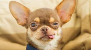 Hair follicles determine texture, length, and rate of growth and shedding. Chihuahua Shedding How Much Do Chihuahuas Shed