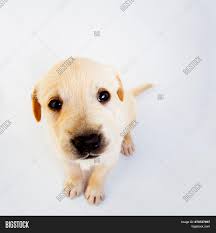 See more ideas about golden retriever, cute dogs, puppies. Cute Adorable Labrador Image Photo Free Trial Bigstock