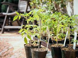 Loosen the root ball and place the tomato. Why And How To Transplant Tomatoes A Second Time Garden Betty