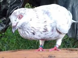 Balap merpati sprint lomba nasional 2018 final scorpio vs new royal, hadiah mobil!!!balap merpati sprintbalap merpati sprint 2018lomba merpati balap sprint n. Merpati Balap Blorok Yang Sangat Seram Seperti Burung Hantu Youtube