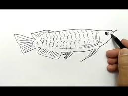 Cara Menggambar Ikan Arwana Dalam 1 Menit Saja Mudah Sekali Youtube