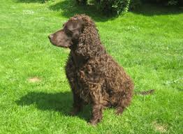 Image result for americký vodní španěl