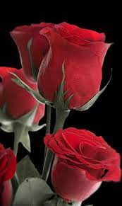 Beautiful bouquet in red tones. Abrar Ali Tanvir On Twitter Beautiful Rose Flowers Beautiful Roses Flowers