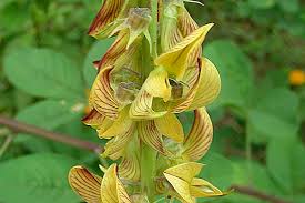Image result for Crotalaria polysperma