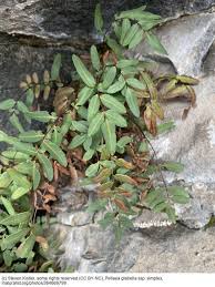 Image result for Pellaea