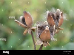 Image result for Ipomoea carnea