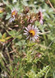 Image result for Berkheya johnstoniana