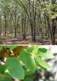 Image result for Colophospermum