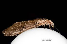 Image result for Megaloprotachne