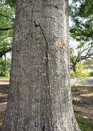 They'll also help remove or decompose the roots that are left underground. Treating Trees A Successful Louisiana Program For Managing Formosan Subterranean Termites