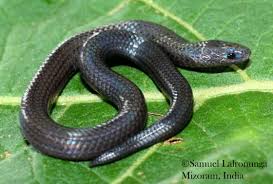 Image result for Behnia reticulata