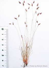 Image result for Bulbostylis hispidula