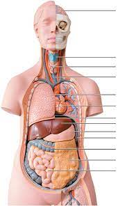 Jul 30, 2020 · the heart is a muscular organ about the size of a closed fist that functions as the body's circulatory pump. Organ System Torso Diagram Quizlet