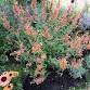 Flower & Plant Sale