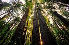 Maybe you would like to learn more about one of these? Camping World S Guide To Rving Redwood National Park Camping World