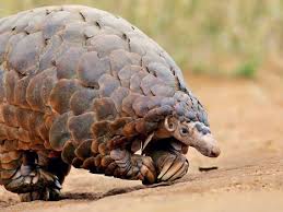 Pangolin Or Sandawana Animal Oil And Skin On Sale 0780079106 In 2020 Mammals Unusual Animals Pangolin