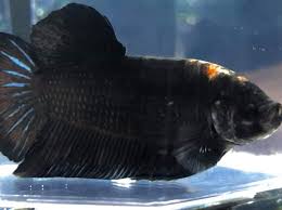 Gus Giant King Betta Beautiful Fish Fish Pet Aquarium Fish