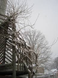 Wisteria Winter Care How To Winterize A Wisteria