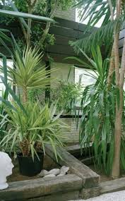 Yucca Vermehren So Leicht Geht S Zimmerpflanzen Garten Pflanzen Und Pflanzen Umtopfen