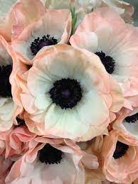 Apricot Anemones Beautiful Flowers Pretty Flowers Flowers