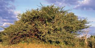 Image result for Warneckea sousae